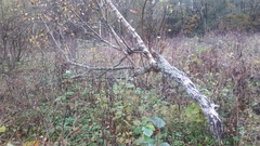 Betula pendula carelica