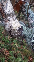 Betula pendula carelica