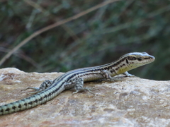 Podarcis hispanicus