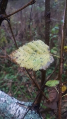Betula pendula carelica