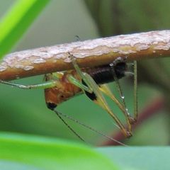 Conocephalus nigropleurum