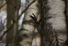 Sciurus vulgaris