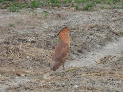 Gorsachius melanolophus