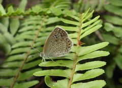 Pseudozizeeria maha okinawana