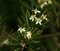 Ricinocarpos pinifolius