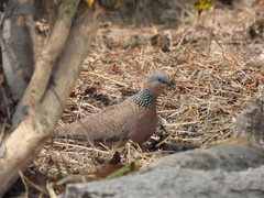 Streptopelia chinensis