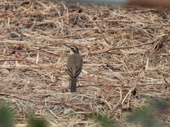 Motacilla tschutschensis