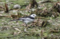 Motacilla alba