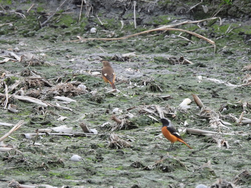 Daurian Redstart