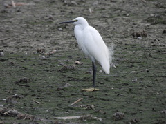 Egretta garzetta