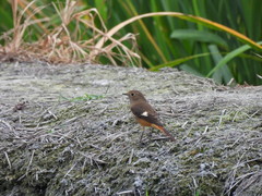 Phoenicurus auroreus