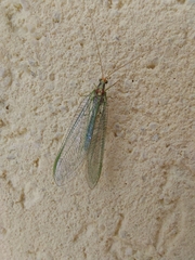 Nineta pallida