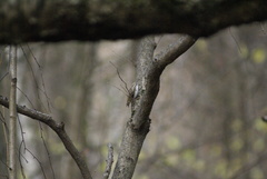 Certhia familiaris