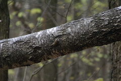 Certhia familiaris