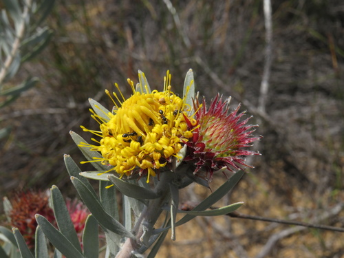 Image of Leucospermum parile by (c) Jeremy Gilmore, some rights reserved (CC BY)