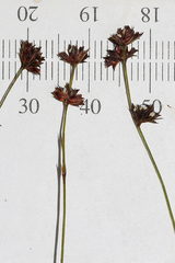 Scleria verticillata