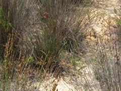 Lampranthus glaucoides