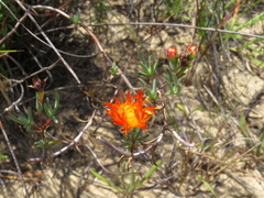 Lampranthus glaucoides