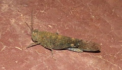 Sphingonotus scabriculus