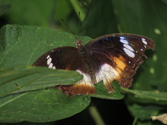 Hypolimnas bolina bolina