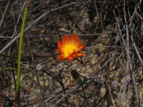 Image of Lampranthus glaucoides by (c) Jeremy Gilmore, some rights reserved (CC BY)