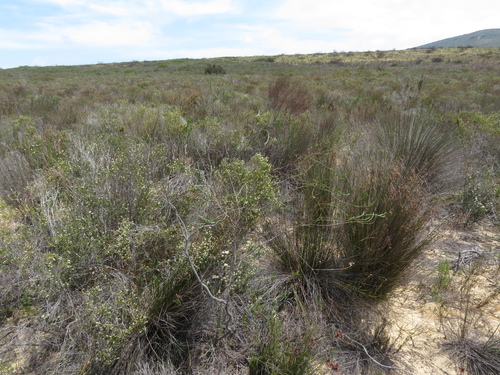 Image of Macrostylis cassiopoides by (c) Jeremy Gilmore, some rights reserved (CC BY)