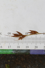 Rhynchospora capillacea