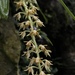 Epidendrum tequendamae - Photo (c) Nicolás Baresch Uribe, algunos derechos reservados (CC BY), subido por Nicolás Baresch Uribe