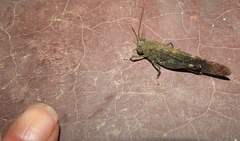 Sphingonotus scabriculus