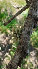 Tillandsia recurvata