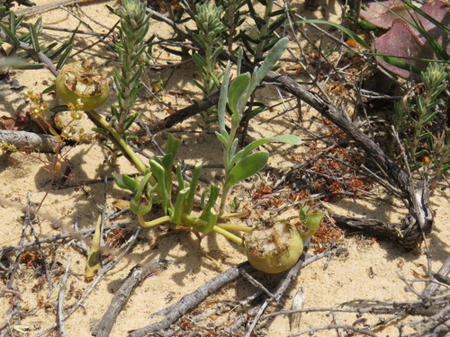 Image of Hymenogyne glabra by (c) Jeremy Gilmore, some rights reserved (CC BY)