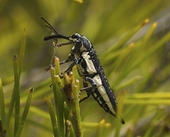 Rhinotia lineata
