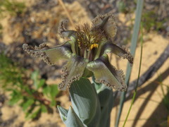 Ferraria divaricata