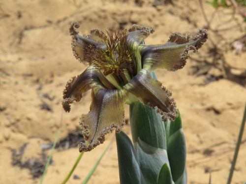 Image of Ferraria divaricata by (c) Jeremy Gilmore, some rights reserved (CC BY)
