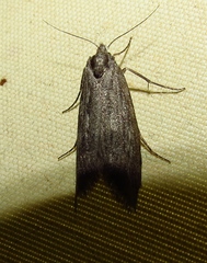 Criocharacta amphiactis