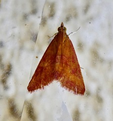 Lepidoptera