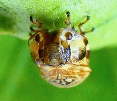 Clastoptera lineatocollis
