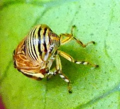 Clastoptera lineatocollis