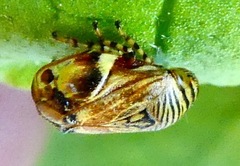Clastoptera lineatocollis