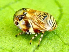 Clastoptera lineatocollis