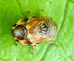 Clastoptera lineatocollis