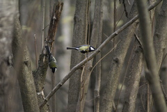 Parus major
