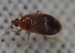 Cardiastethus fasciiventris