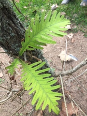 Quercus dentata dentata