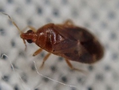 Cardiastethus fasciiventris
