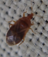 Cardiastethus fasciiventris