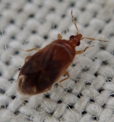 Cardiastethus fasciiventris