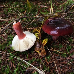 Russula queletii
