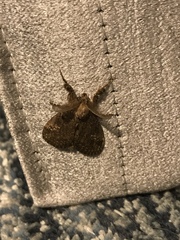 Dasychira chekiangensis