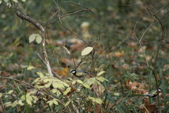 Parus major